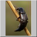 Quedius lateralis - Kurzfluegler 01 11mm.jpg